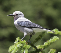 Clarks Nutcracker